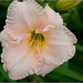 Another Blankety-blank Daylily!