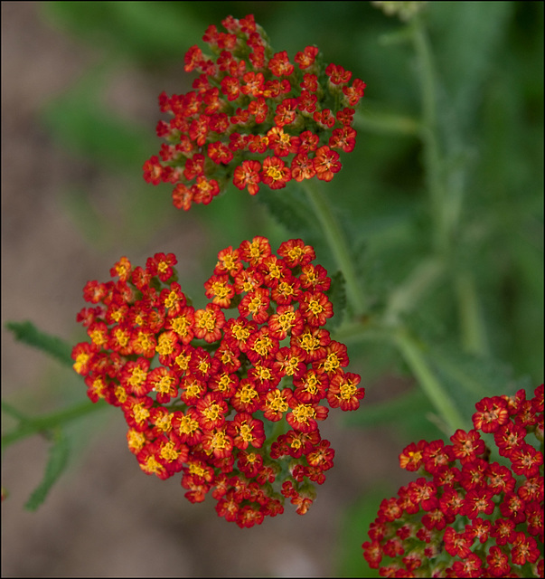 Yarrow