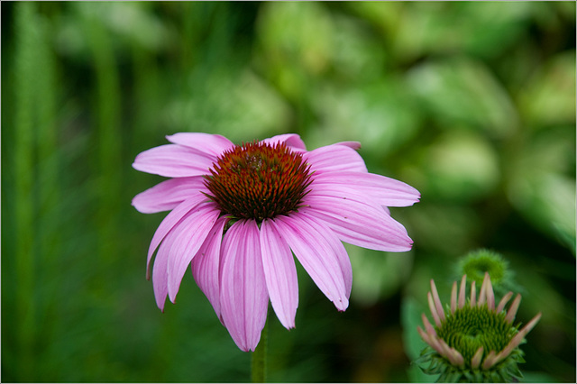 The First Coneflower