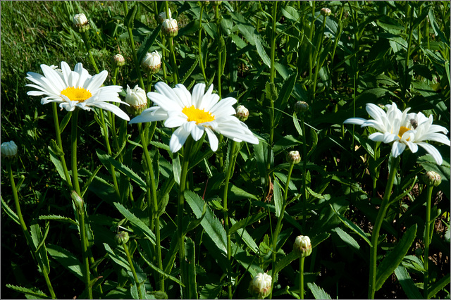 Daisies