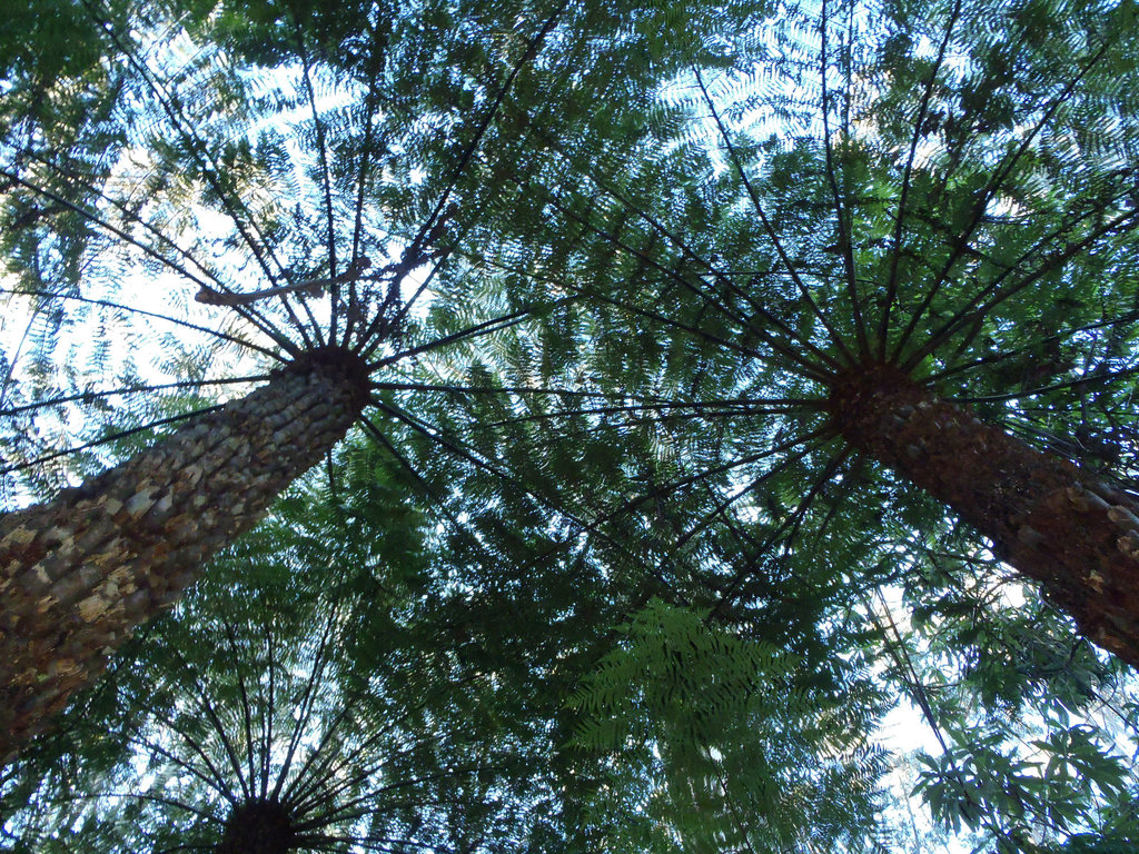 Tarra Bulga day trip