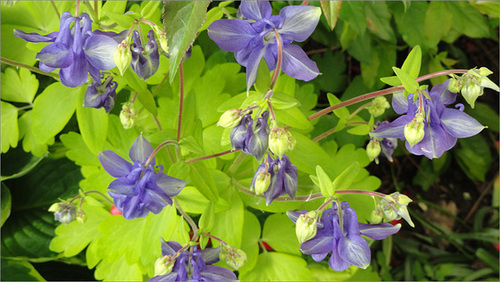 Columbine