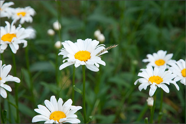 Shasta Daisies