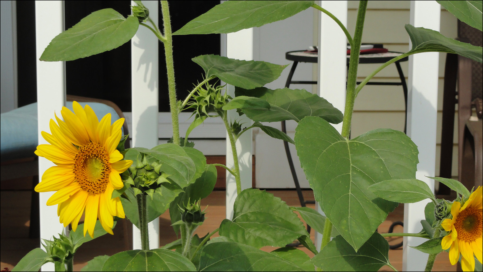 Sunflower!