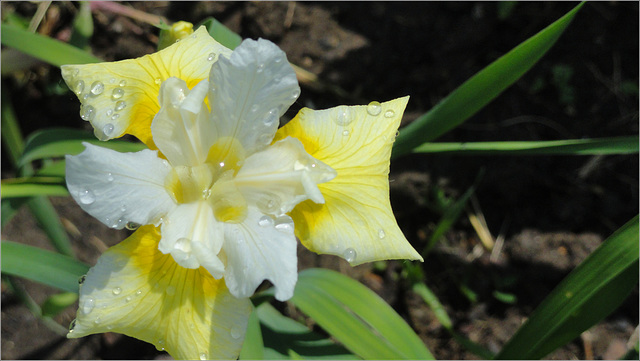 Yellow Iris