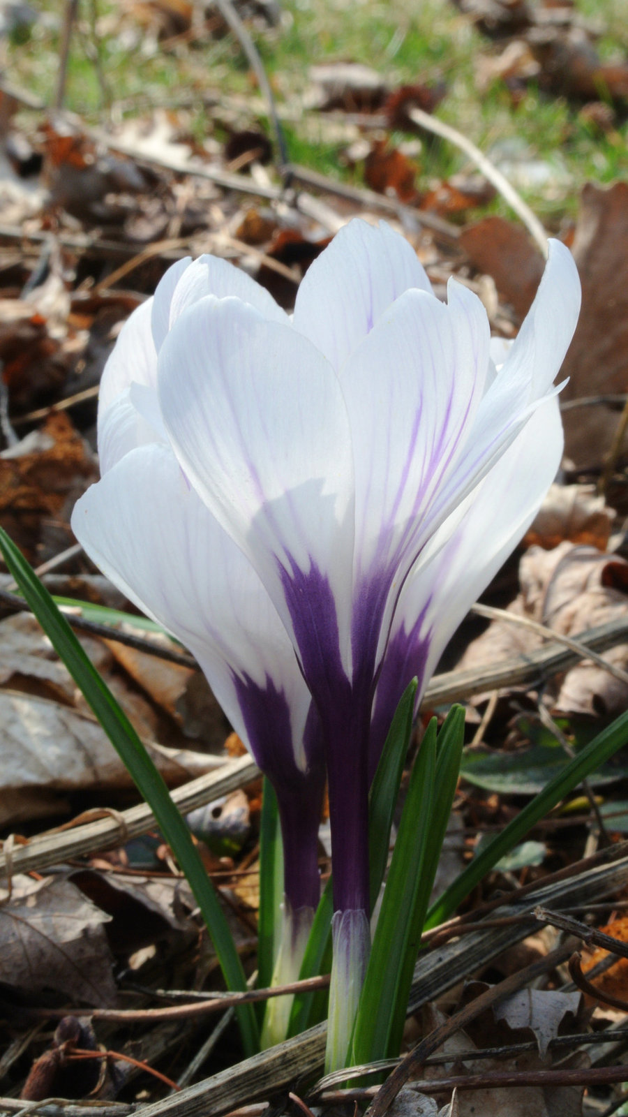 Crocus