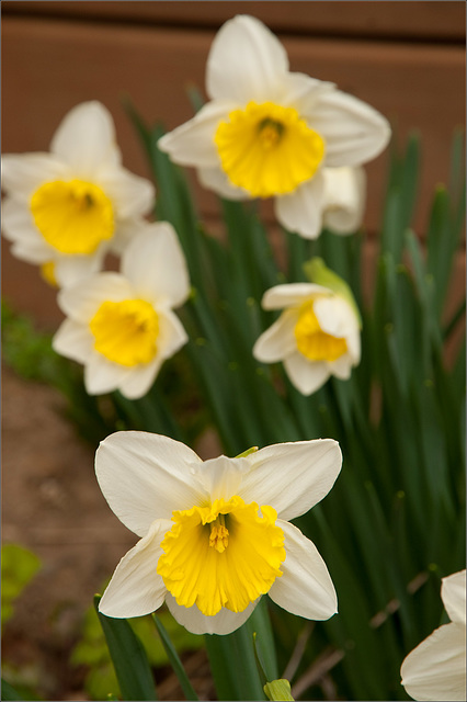 Daffies