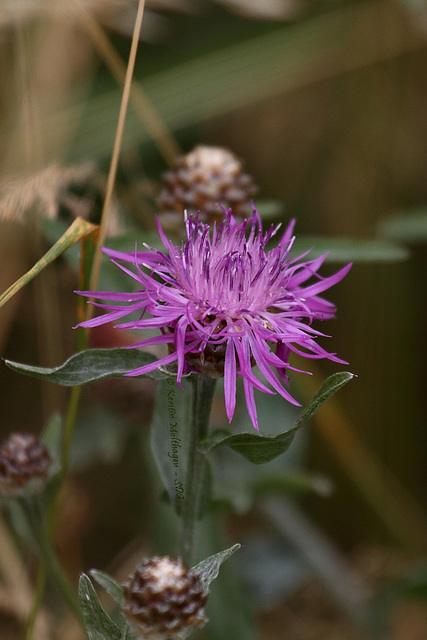 Blüte im Rosensteinpark