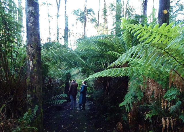 Tarra Bulga day trip