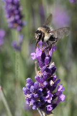 Von Bienen und Blumen