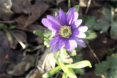 Windflower