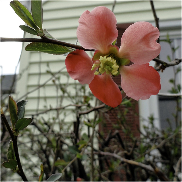 And We've Also Got Quince Today!