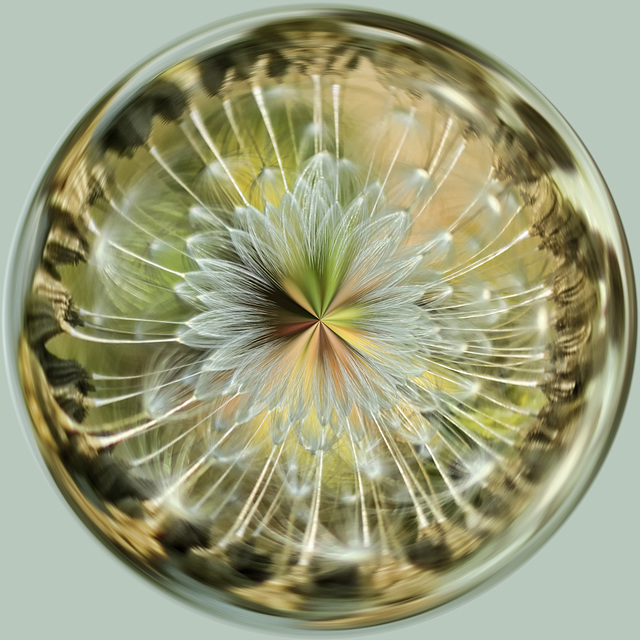 Dandelion Seedhead ORB