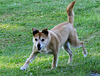 Hundesprint