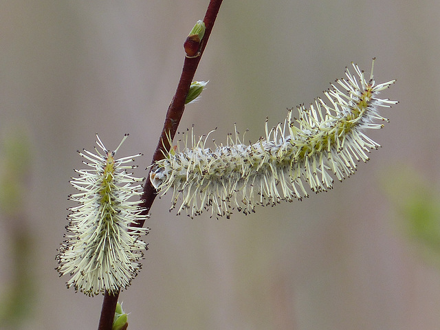 A happy sign of spring