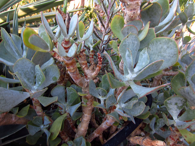 Succulent (2338)