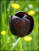 black tulip