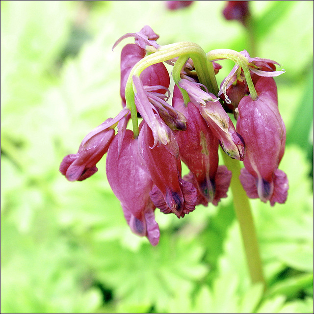 Tiny Bleeding Heart