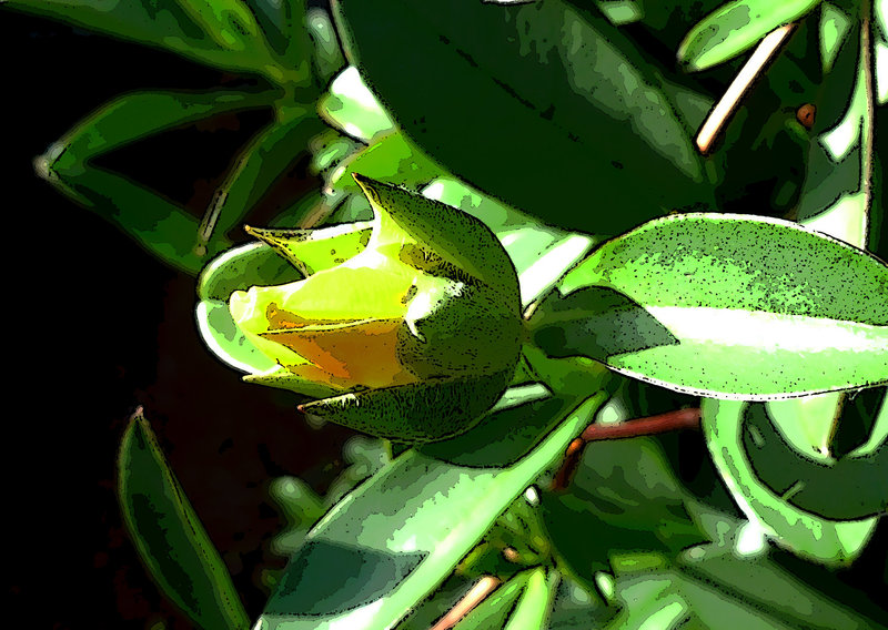 the flower