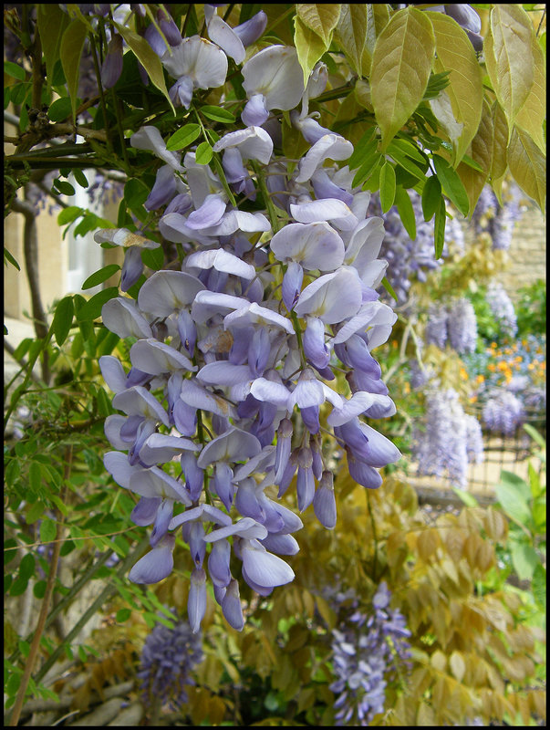 wisteria flower