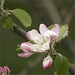 Worried about my Apple blossoms