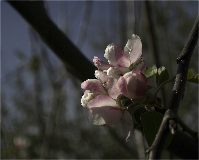 Apple Blossom