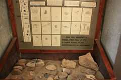 Fossil Display