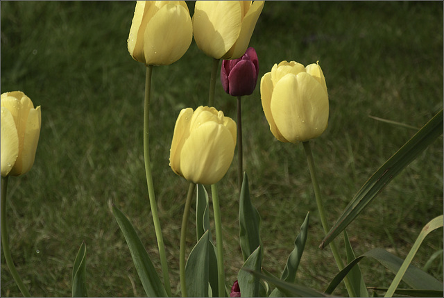 Tulips, Anyone?