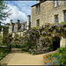 Worcester wisteria