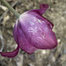 The Frosted Tulip