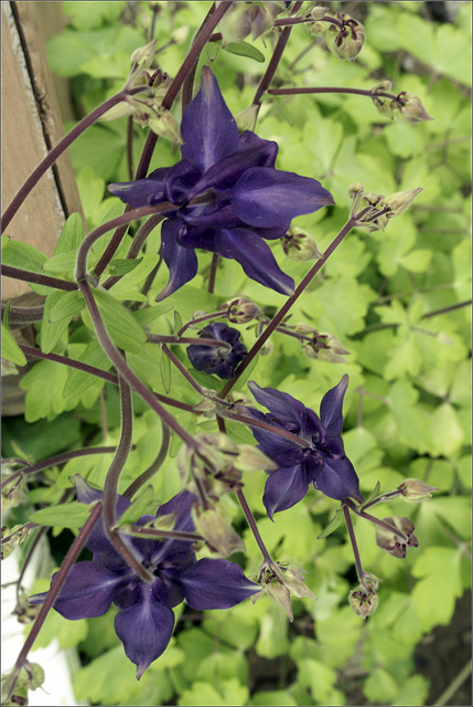 Columbine