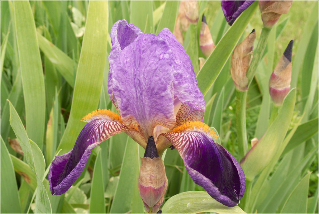 Iris!