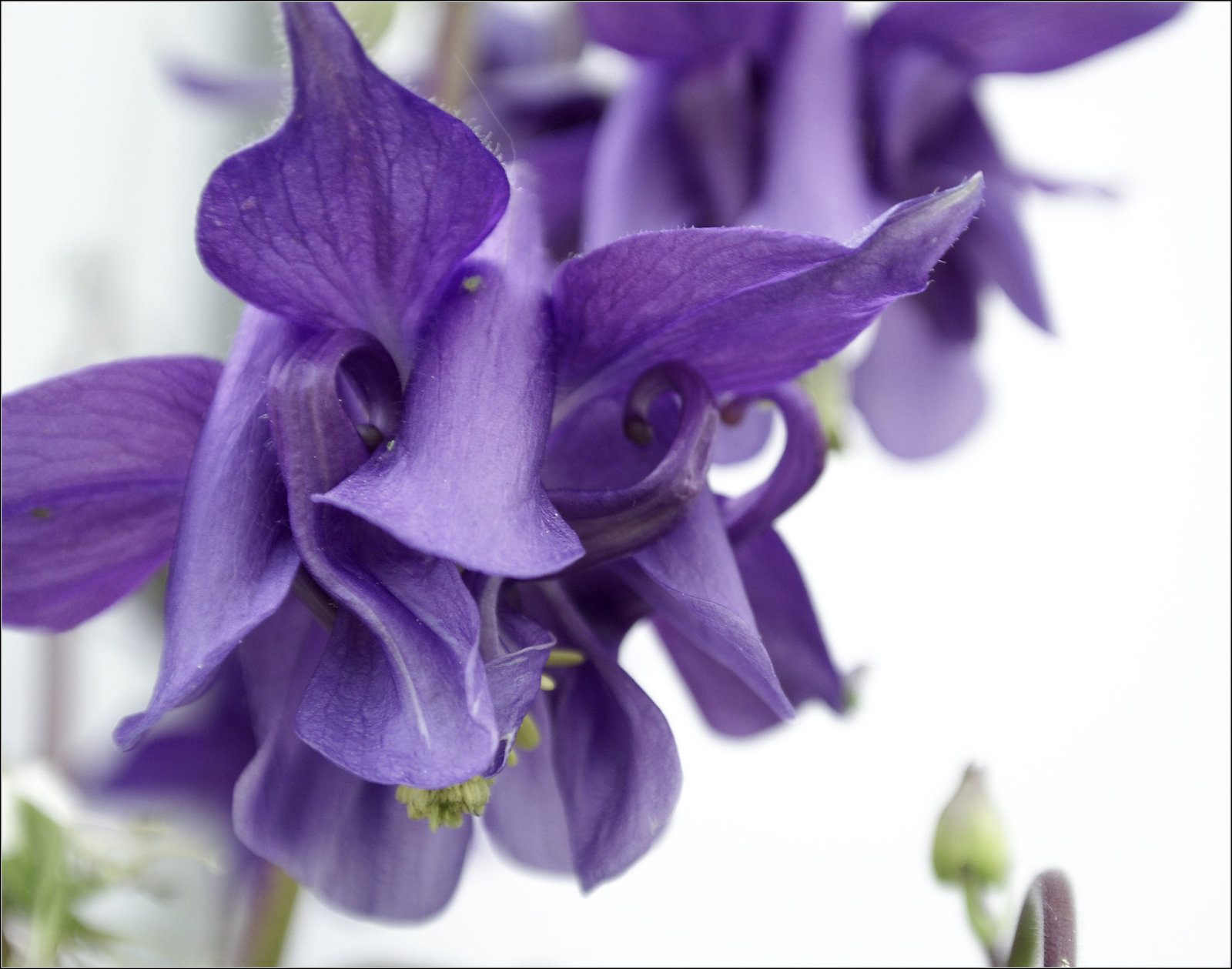 Columbine