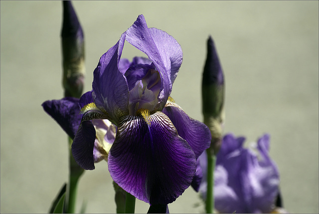 The Iris in its Prime