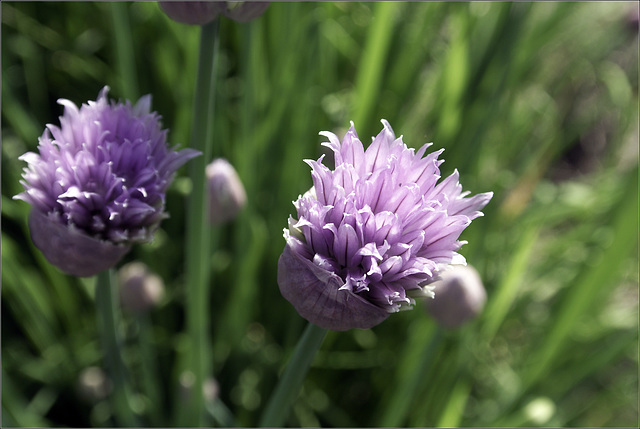 Chives