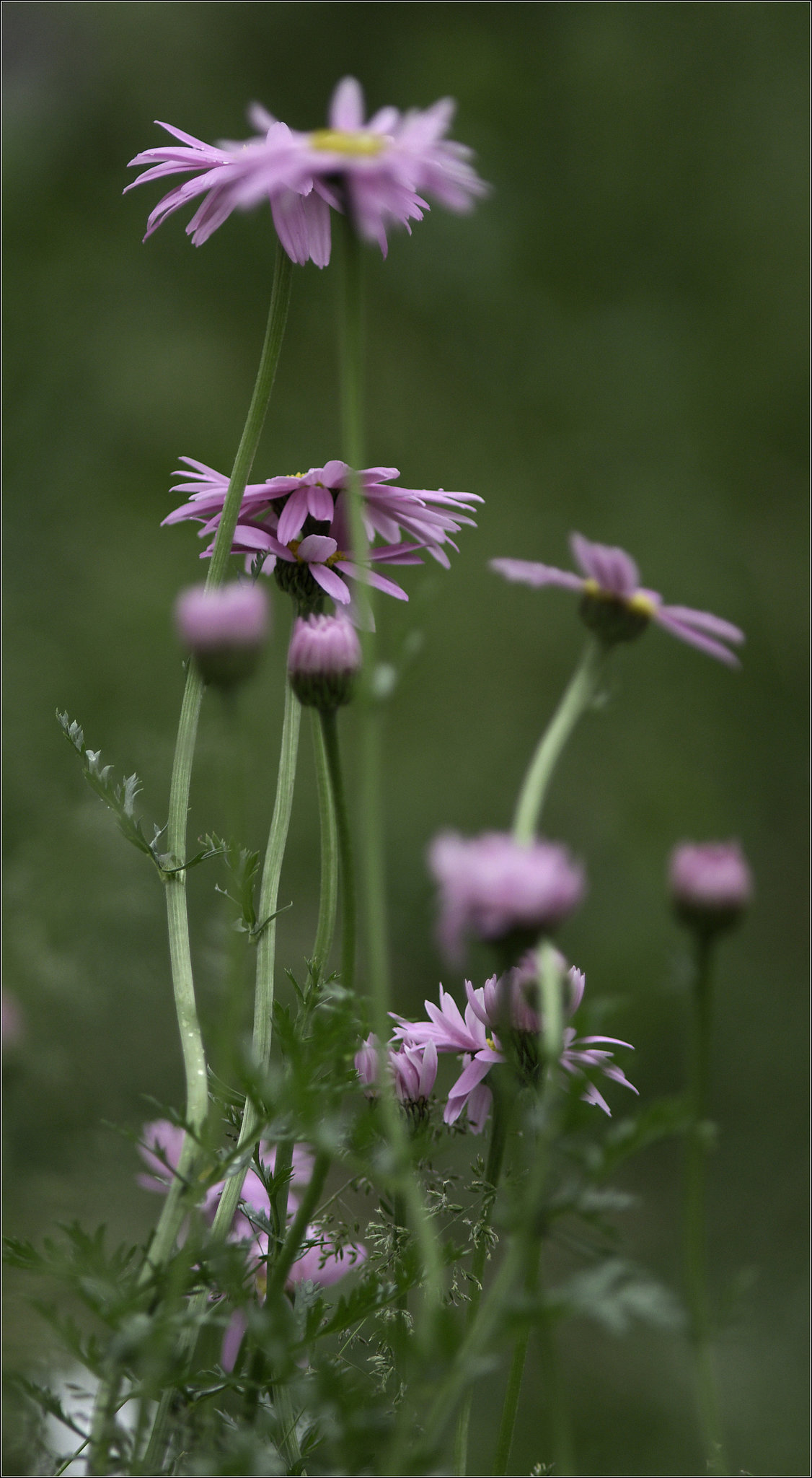 Painted Daisies
