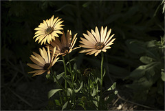 Osteospermum