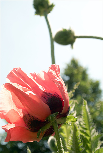 Today We've Got a Poppy!