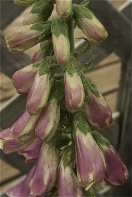 Foxglove, up close