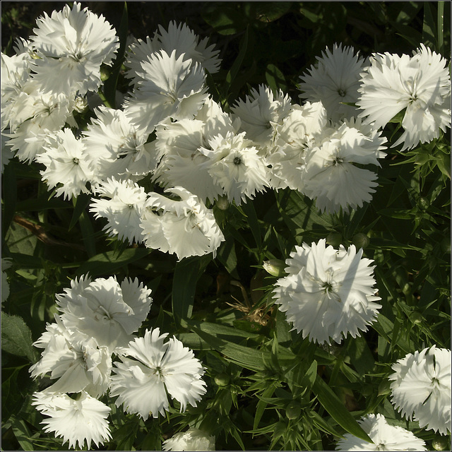 Dianthus