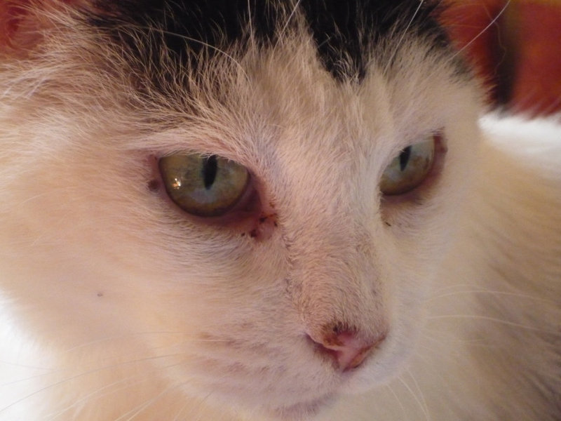 Retrato  de Pando, portrait du Pando