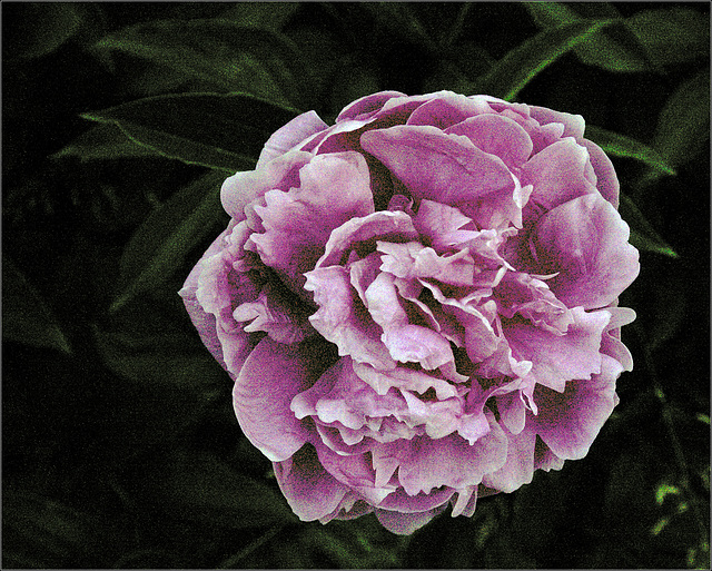 Peony