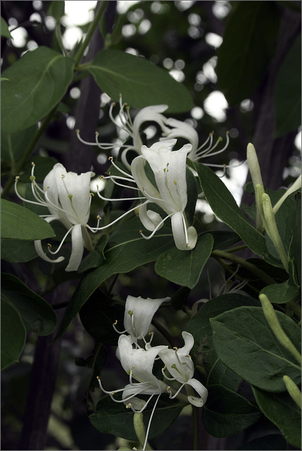 Honeysuckle