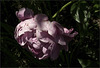 Joel's Got Peonies on the Brain