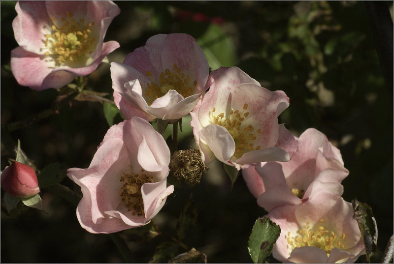 Tiny Pink Roses