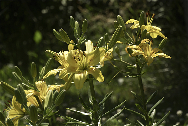 Yellow Lilies in the Back Corner