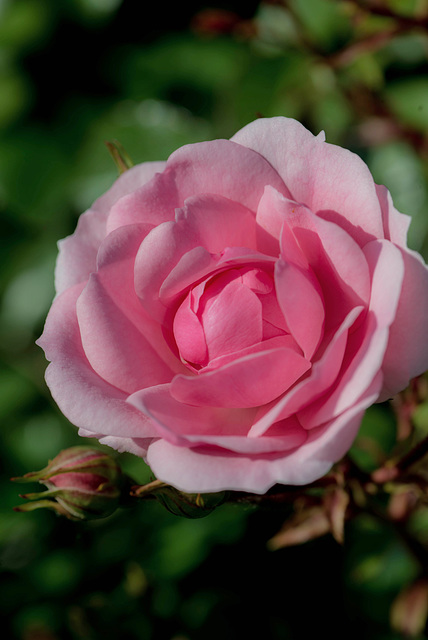 Rose du dimanche