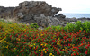 Spring Flowers at Kallithea