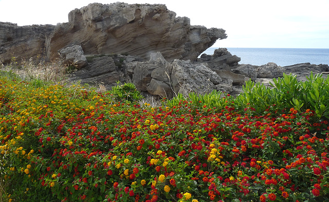 Spring Flowers at Kallithea