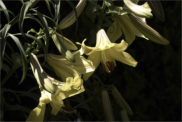 The Tall Lilies